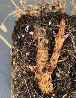 家庭养花用生根粉