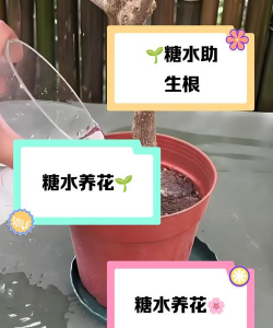 家庭养花用生根粉