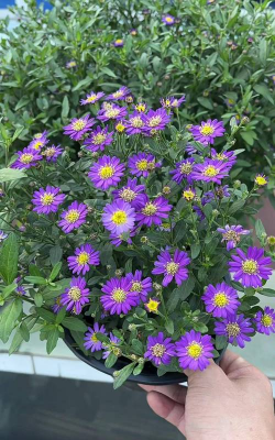 东北养花推荐花期长