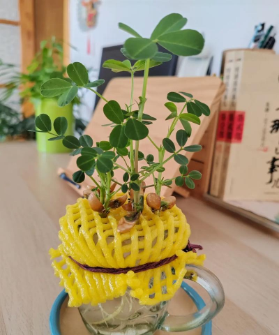 家庭养花用生根粉