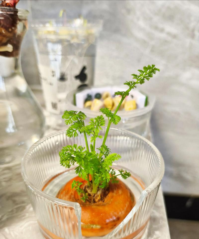 红萝卜水养花技巧