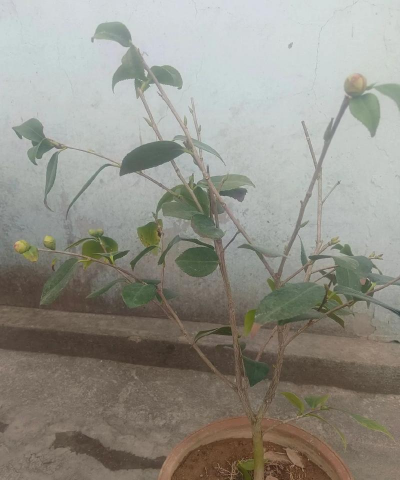 家庭养花用生根粉