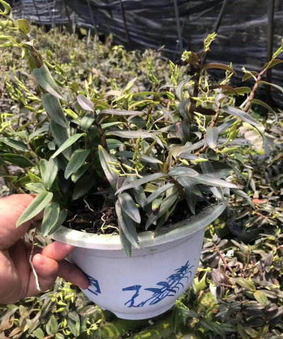 家庭养花用生根粉