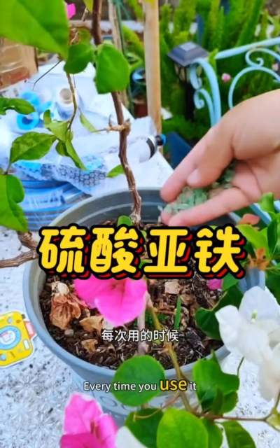 家庭养花用生根粉