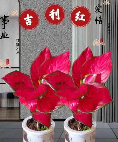 家养花叫红什么