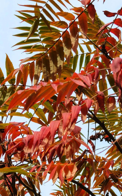 火炬树落叶能养花