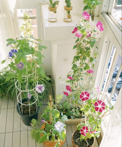 日本家庭养花草