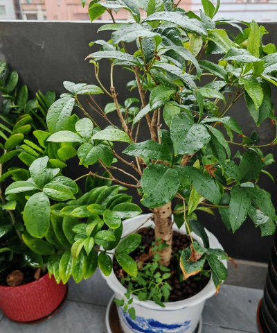 家庭养花用生根粉