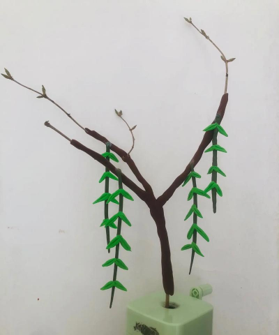 柳树枝做养花土