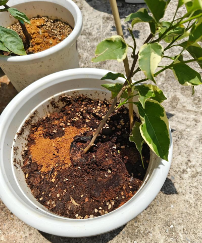 家庭养花用生根粉