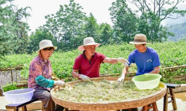 家庭养花用生根粉