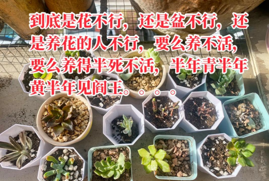 养花根枯萎文案短句