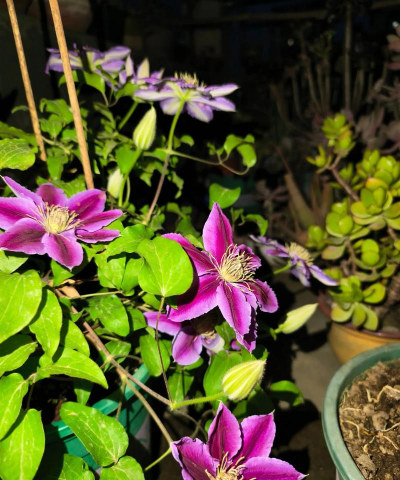 家庭养花用生根粉