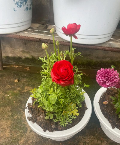 家庭养花用生根粉