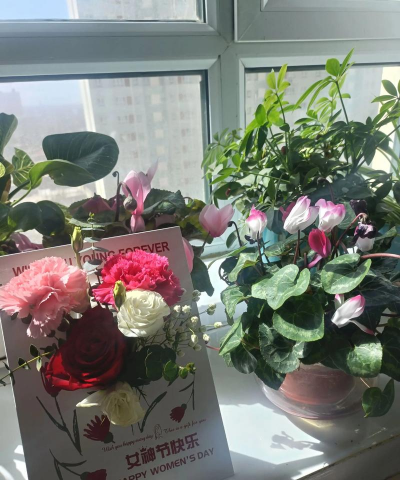 家庭养花用生根粉