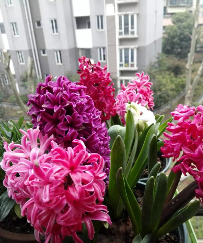 家庭养花用生根粉