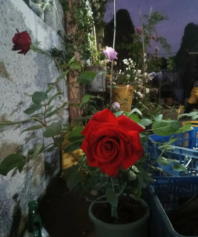 家庭养花用生根粉