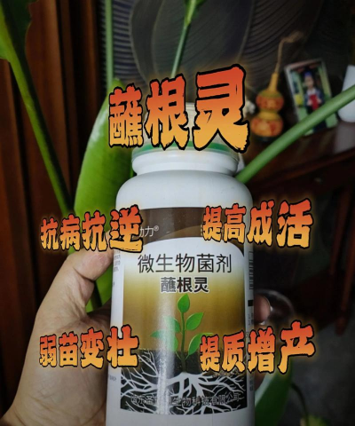 家庭养花用生根粉