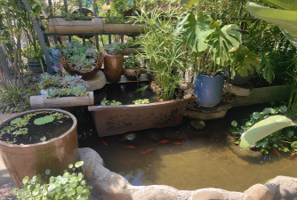 家庭养花用生根粉