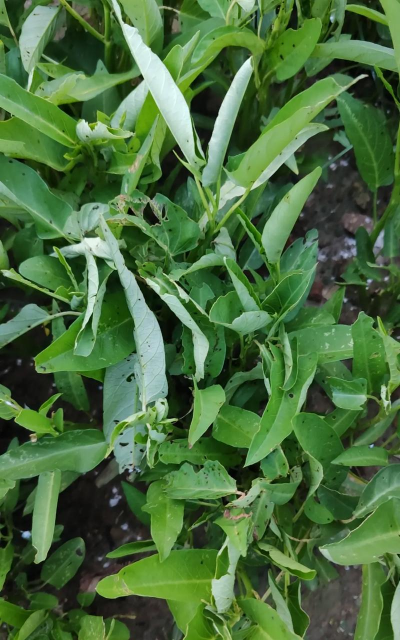 空心菜如何防病虫