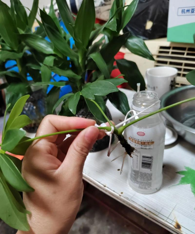 家庭养花用生根粉