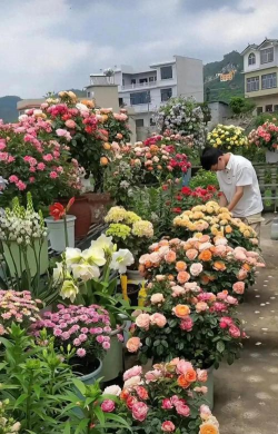 家庭养花用生根粉