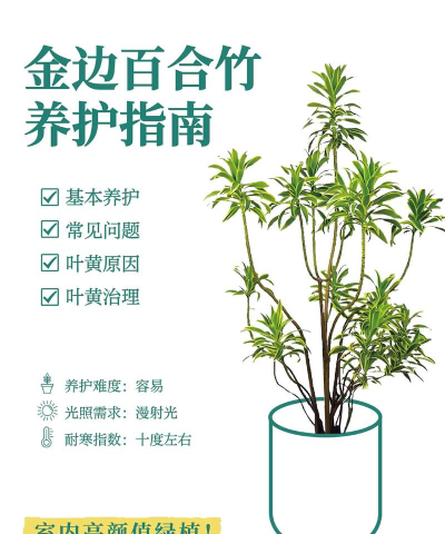 金边竹该如何养护 金边竹该如何养护