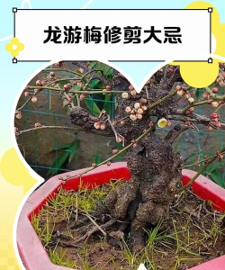 龙游梅怎么修剪