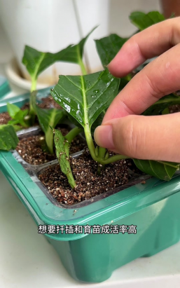 家庭养花用生根粉