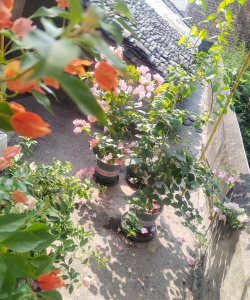 家庭养花用生根粉