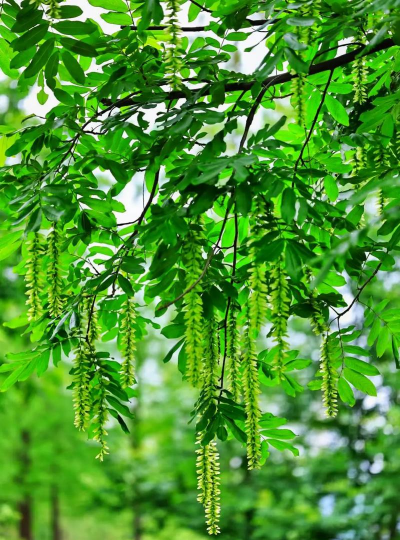 枫杨花是什么树