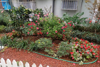 家庭养花用生根粉