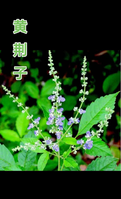 黄荆子能养花吗