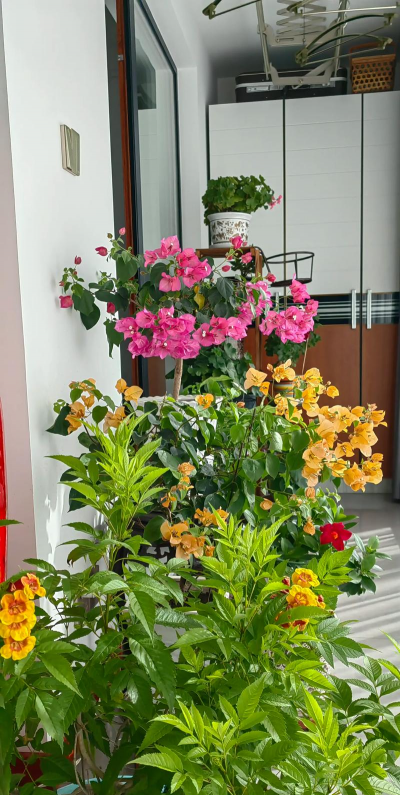 家庭养花用生根粉