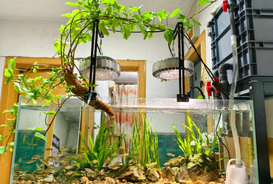 家庭养花用生根粉