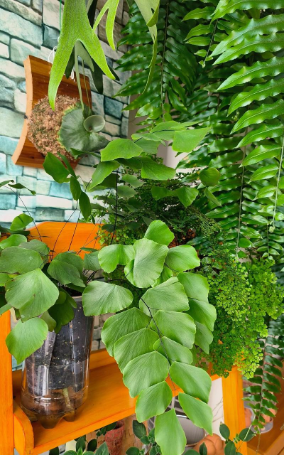 在东北能养花吗