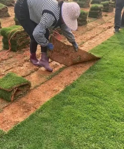 养花在土上铺草皮