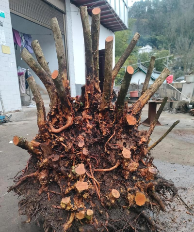 家庭养花用生根粉