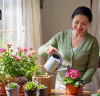 家庭养花用生根粉