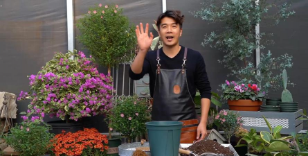 家庭养花用生根粉