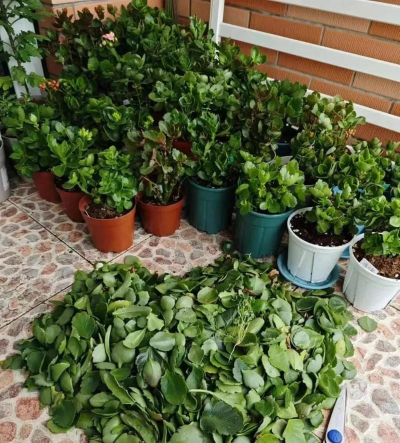 家庭养花用生根粉