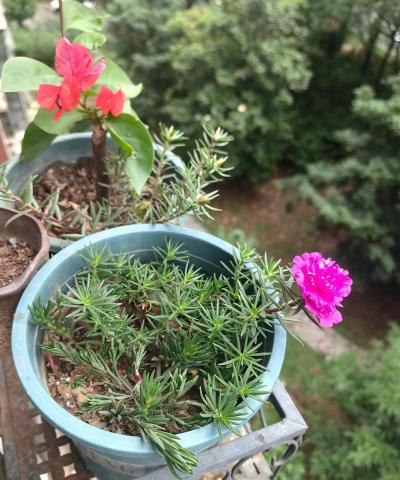 家庭养花用生根粉