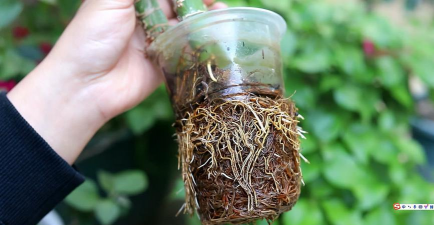 家庭养花用生根粉