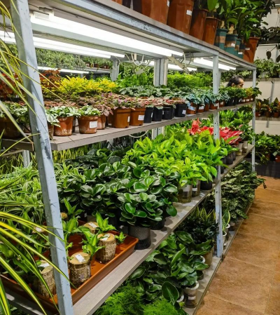 家庭养花用生根粉