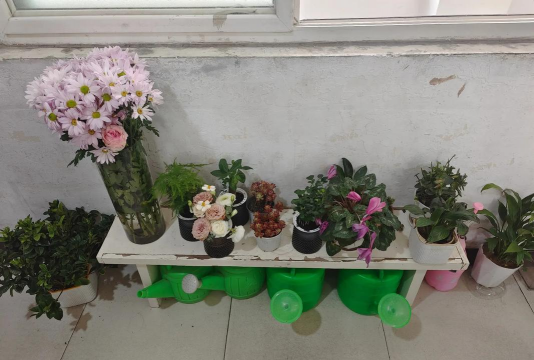 家庭养花用生根粉