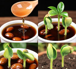 家庭养花用生根粉