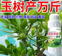 家庭养花用生根粉