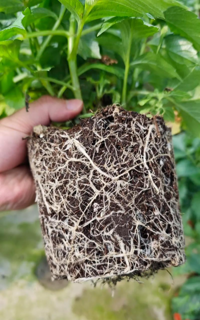 家庭养花用生根粉