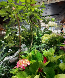 家庭养花用生根粉