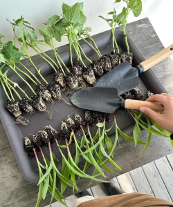 家庭养花用生根粉